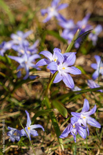 Canvas Print Macro shot of blue Chionodoxa Luciliae (Glory Of The Snow)