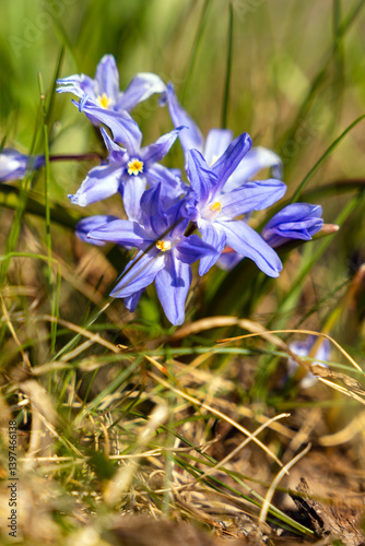 Foto endangered, flora, spring, beautiful, bloom, season, sunny, group, floral, natur