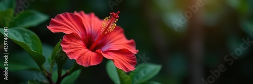 Single vibrant hibiscus bloom, petals unfurled, studio, element