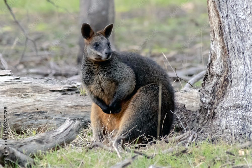 Obraz premium Swamp Wallaby - Wallabia bicolor - adult in woodland habitat, Australia