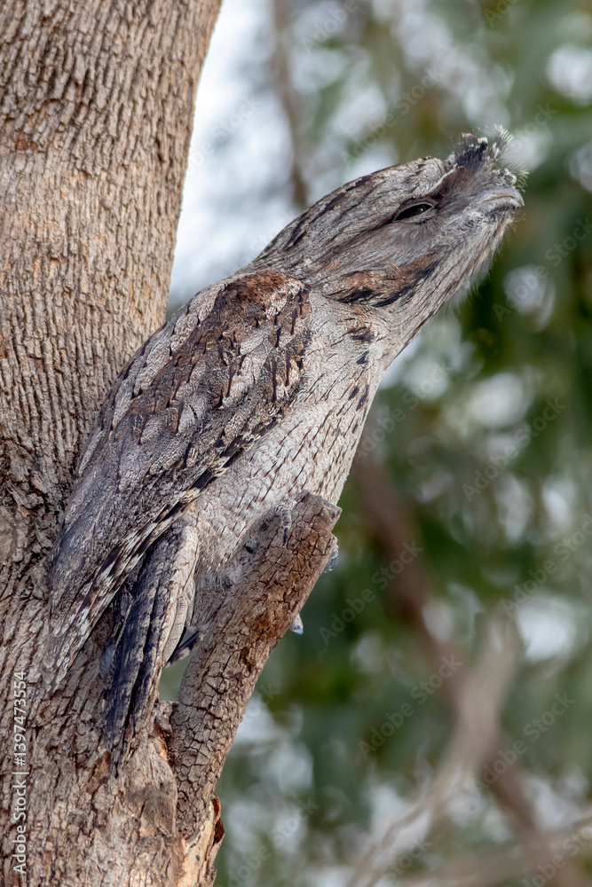 Tawny Frogmouth � perched cryptic species � Australian bush Tawny Frogmouth � perched cryptic species � Australian bush