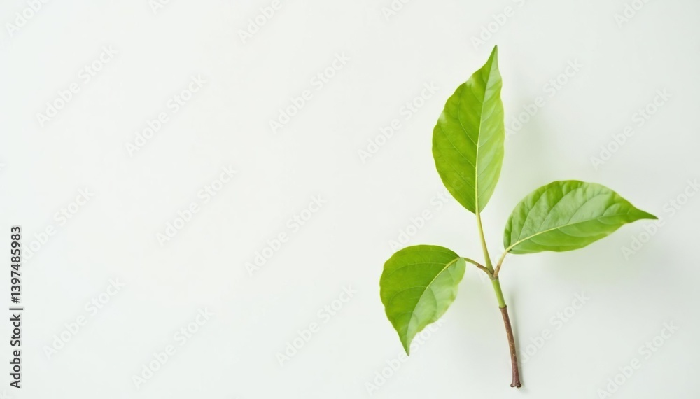 Single, delicate sapling against pure white backdrop, high quality, environment Single, delicate sapling against pure white backdrop, high quality, environment