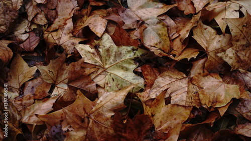 background of wet autumn leaves