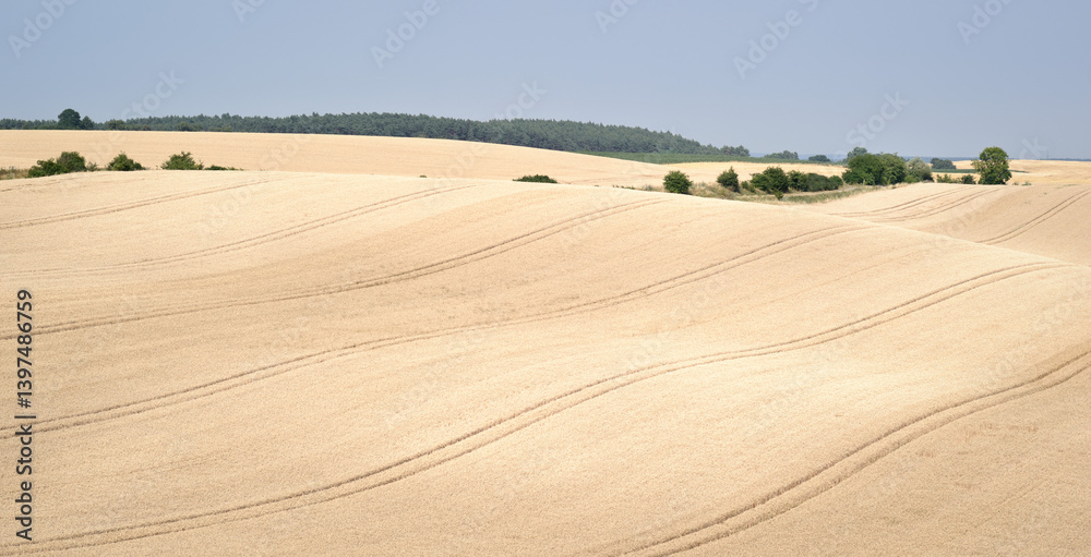 Golden Wheat Field with Tire Tracks
