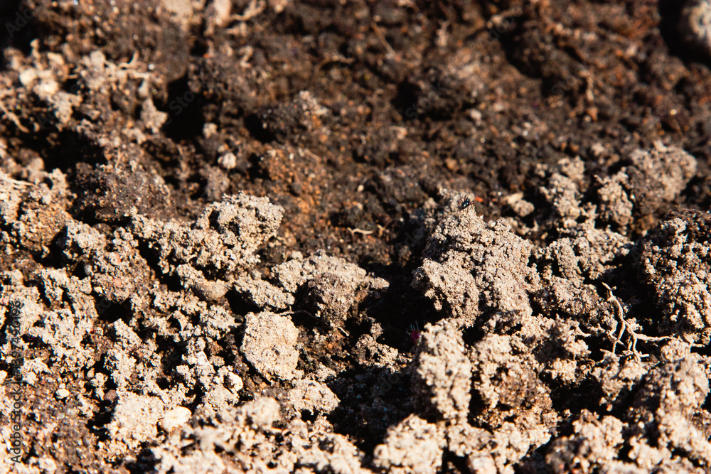 The land for planting flowers. Prepared soil. Close-up of black soil. Agriculture, soil before sowing. Fertile land texture, rural field landscape. The land for planting flowers. Prepared soil. Close-up of black soil. Agriculture, soil before sowing. Fertile land texture, rural field landscape.