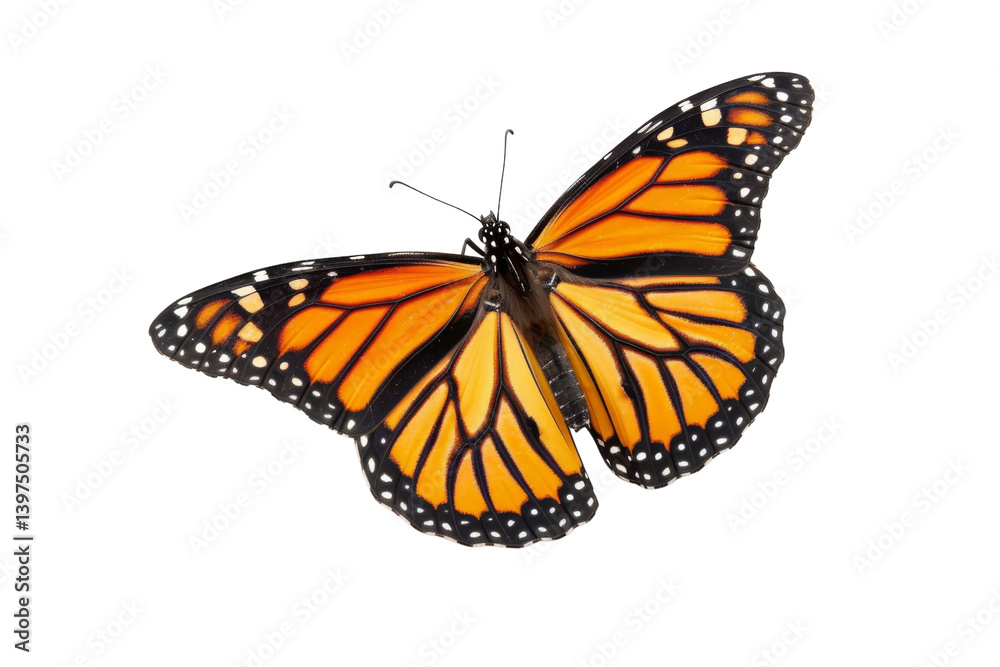 Fototapeta premium Monarch Butterfly Isolated On Transparent Background