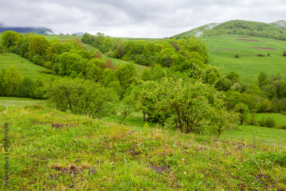 pasture on hill in rural landscape in spring. carpathian organic farmland. scenic nature scenery with green grass and foliage on a rainy day. clouds on the sky above the distant mountain