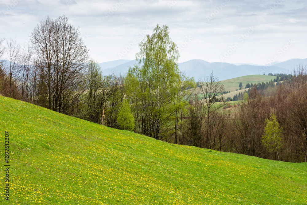 countryside mountain landscape in spring. alpine climate. cloudy weather. field and forest on the hill. rolling rural scenery of podobovets valley. outdoor adventure