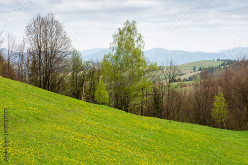Obraz na płótnie countryside mountain landscape in spring. alpine climate. cloudy weather. field and forest on the hill. rolling rural scenery of podobovets valley. outdoor adventure w salonie