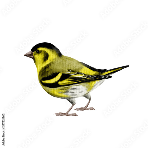 watercolor drawing bird, hand drawn Eurasian siskin, isolated nature design elements