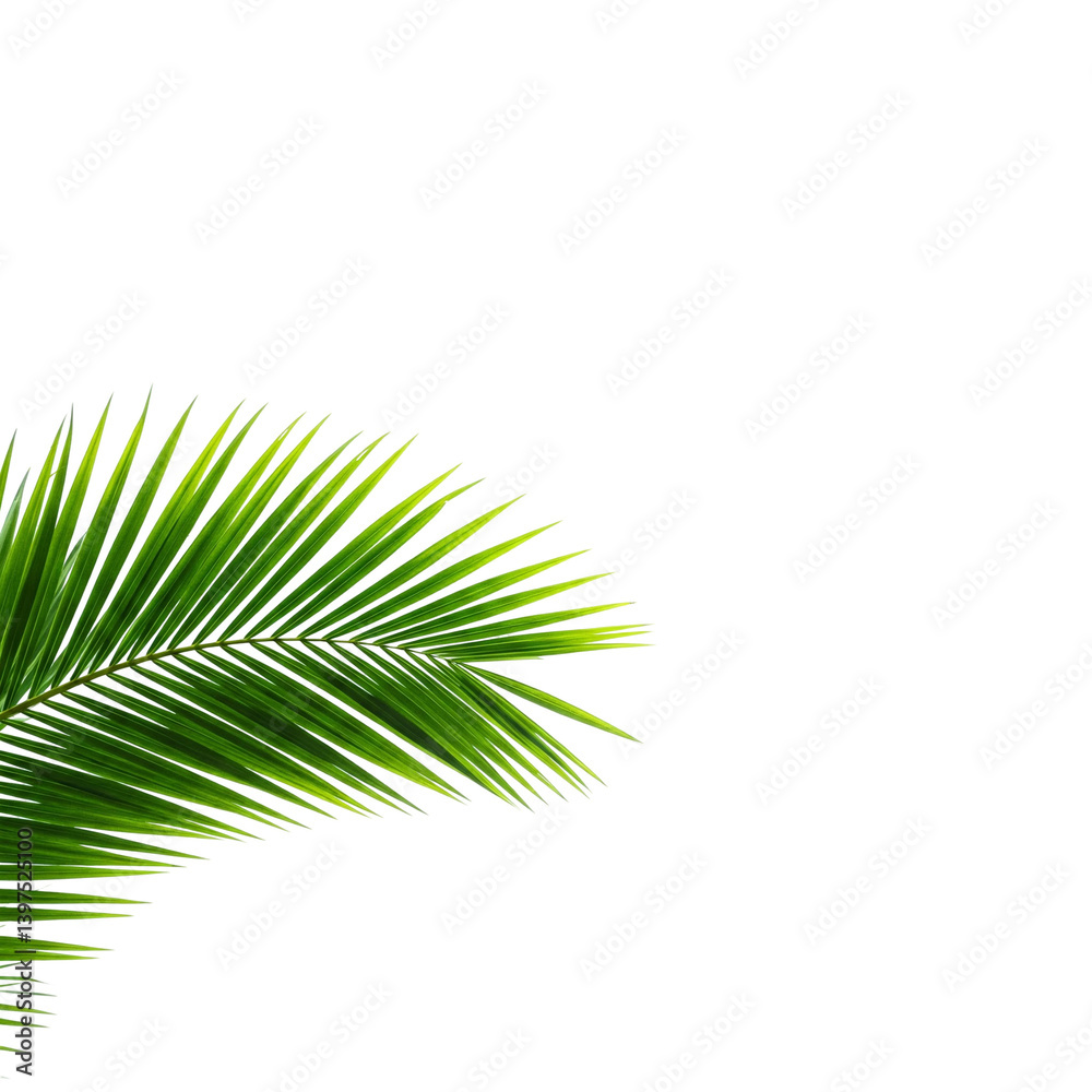 Obraz premium palm tree leaf