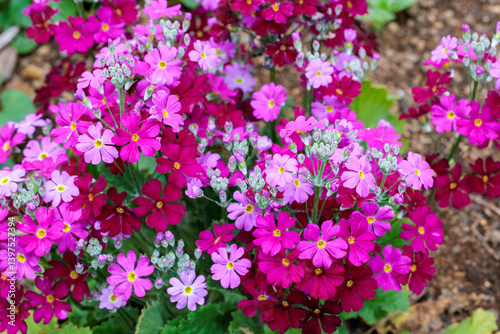 Pink primula sieboldii flowers blooming in the spring garden. photo