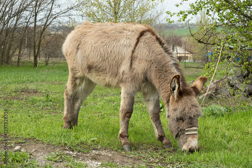 Donkey grazing eating grass on lawn in rural area