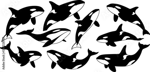 Set of killer whales. Collection of stylized orca whale. Black white vector illustration of sea predatory fish. Tattoo.
