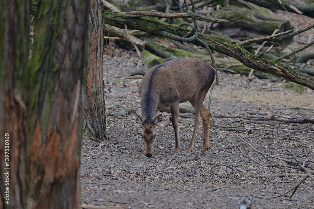 Fototapeta premium Beautiful red deer hind ,,cervus elaphus,, in Carpathian forest, Slovakia
