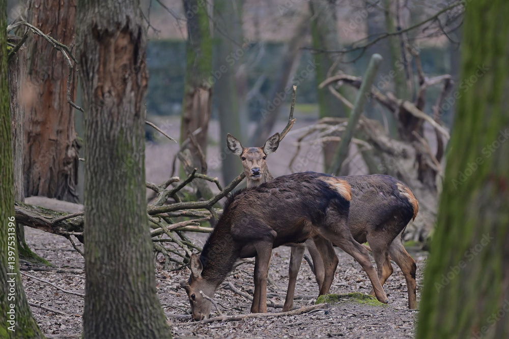 Beautiful red deer hind ,,cervus elaphus,, in Carpathian forest, Slovakia Beautiful red deer hind ,,cervus elaphus,, in Carpathian forest, Slovakia