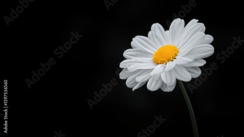 Obraz na płótnie White Daisy on Black Background: Delicate Floral Close Up w salonie
