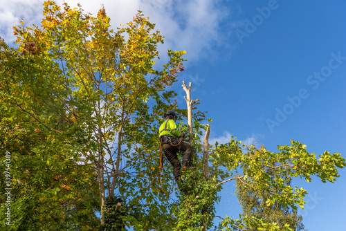 Professional arborist in safety gear climbs a maple tree with yellow autumn leaves, preparing to prune or cut it down.