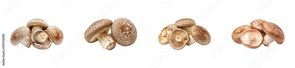 Harvesting fresh shiitake mushrooms forest food nature. Cut out png set Harvesting fresh shiitake mushrooms forest food nature. Cut out png set