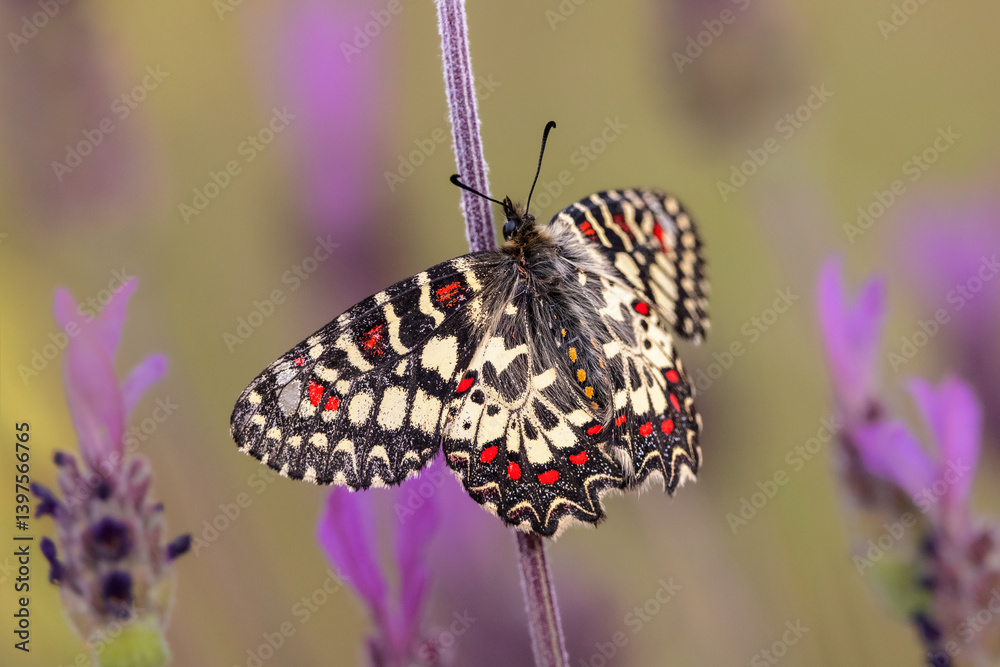 Zerynthia rumina butterfly resting on a wild lavender flower stem.