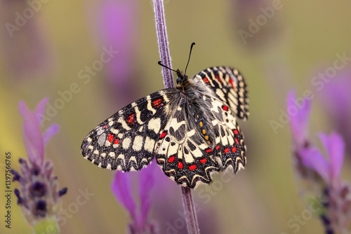 Obraz na płótnie Zerynthia rumina butterfly resting on a wild lavender flower stem. w salonie