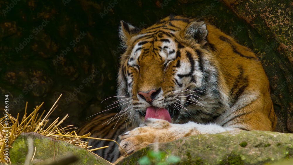 Tiger - Sumatratiger