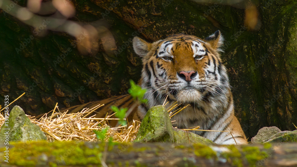 Tiger - Sumatratiger