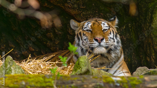 Obraz na płótnie Tiger - Sumatratiger w salonie