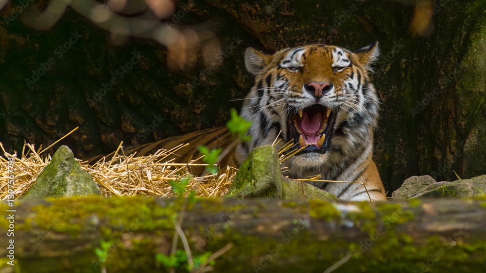Tiger - Sumatratiger