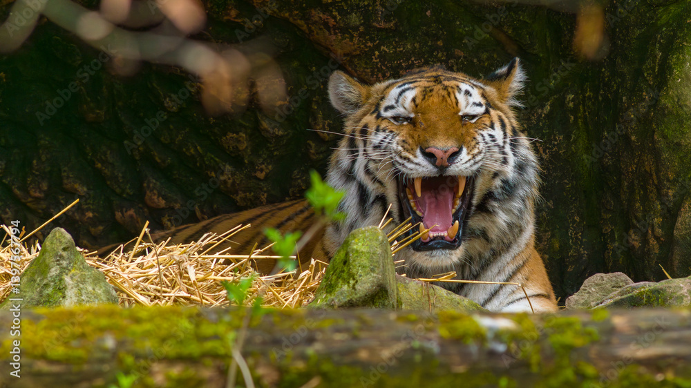Tiger - Sumatratiger