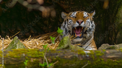 Obraz na płótnie Tiger - Sumatratiger w salonie