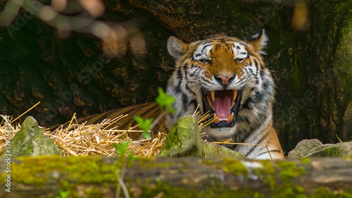 Obraz na płótnie Tiger - Sumatratiger w salonie