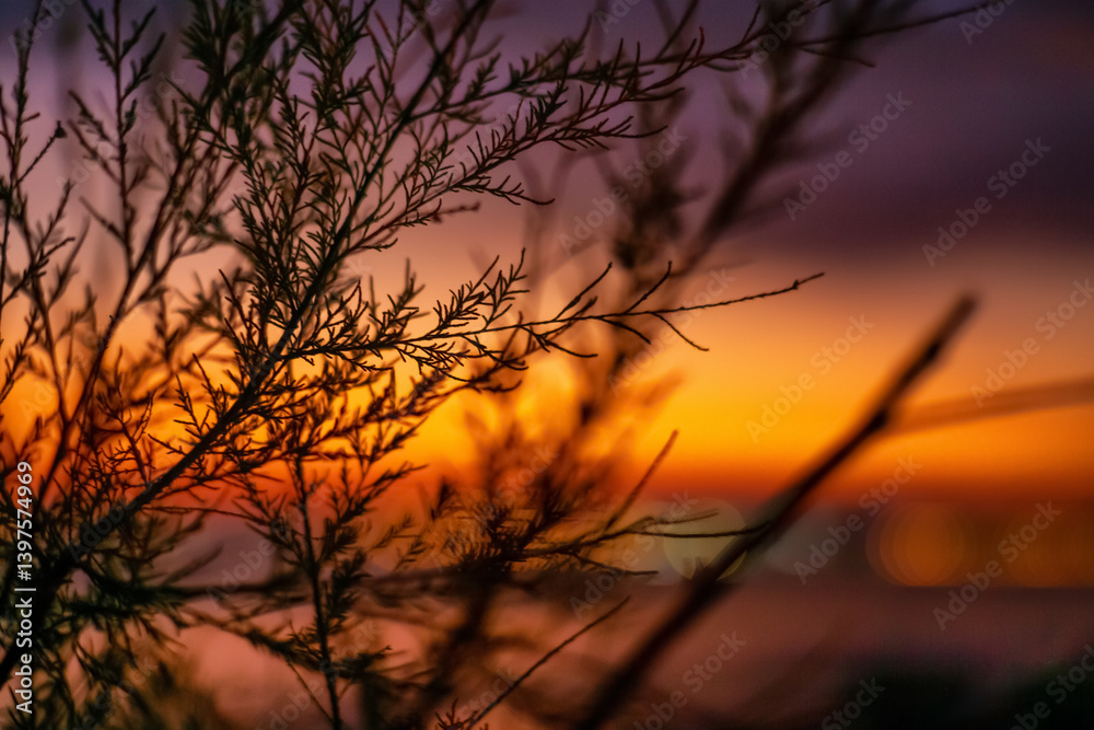 Out-of-focus city lights create a dreamy bokeh effect in the evening, while dry wildflowers in the foreground add a touch of natural calm to the twilight atmosphere, soft focus, wallpaper Out-of-focus city lights create a dreamy bokeh effect in the evening, while dry wildflowers in the foreground add a touch of natural calm to the twilight atmosphere, soft focus, wallpaper