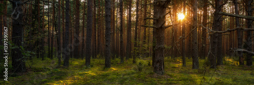 inside a summer pine mossy forest, magically illuminated from behind the trees by warm evening sunlight. natural woodland landscape with low sun. side view in 15x5 format