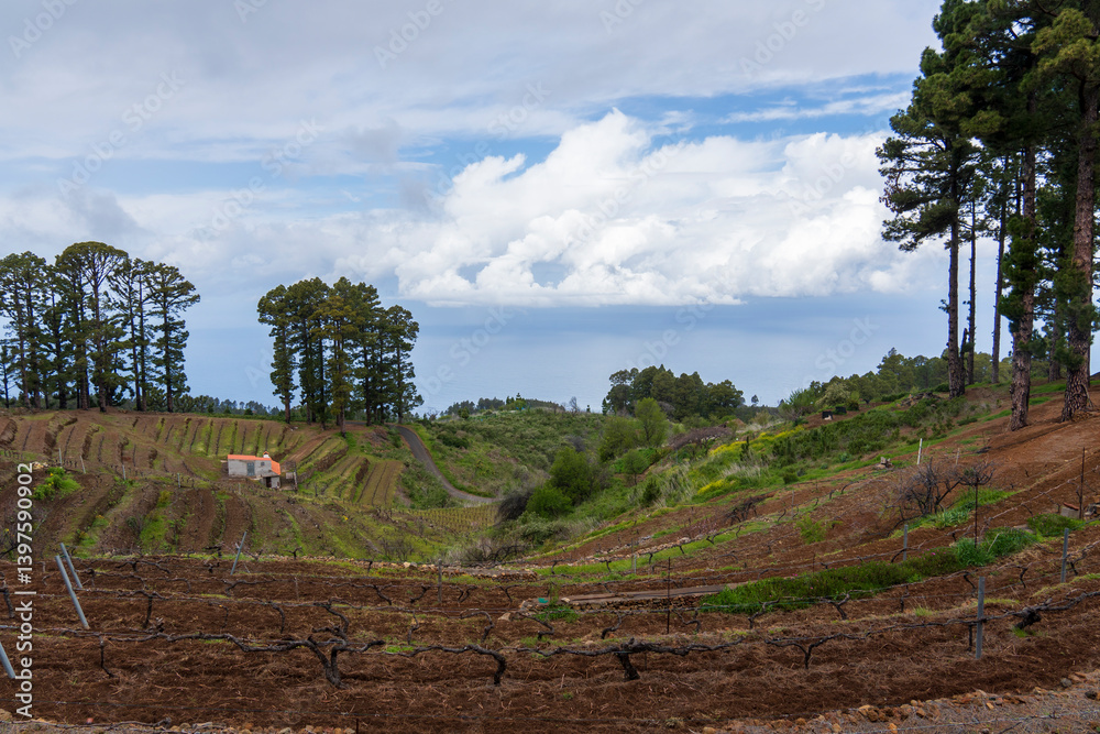 Obraz premium La Palma island Canary island archipelago Spain Pinus canariensis forest