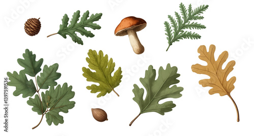 Set of forest foliage with mushrooms and acorns, summer concept. Botany Forest elements concept. Isolated background, png.