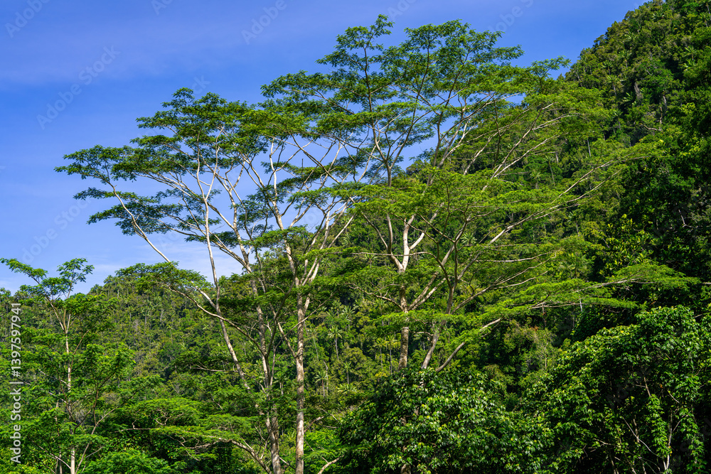 Fototapeta premium Tall tropical trees with thin white trunks rise above the forest canopy under clear blue sky