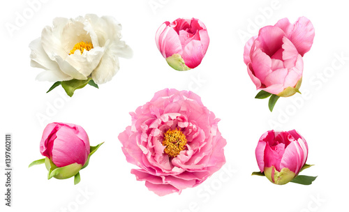 pink and white peony flowers buds and leaves set isolated on white background