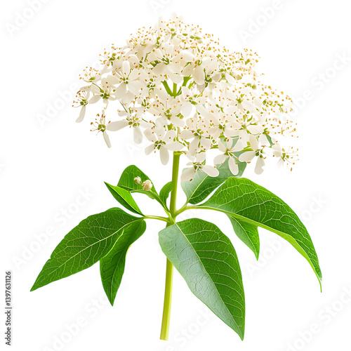 Obraz na płótnie A high quality elderflower branch with small white blossoms and broad green leaves is presented in detailed isolation on a clean transparent background w salonie
