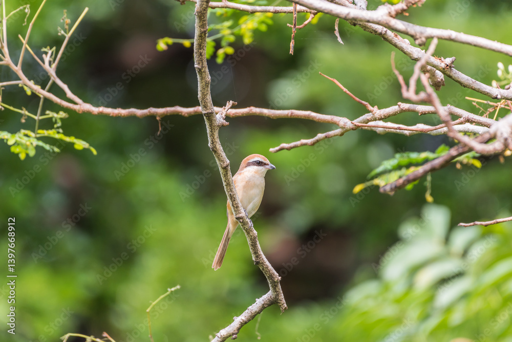 Bird (Brown shrike) on tree in a nature wild