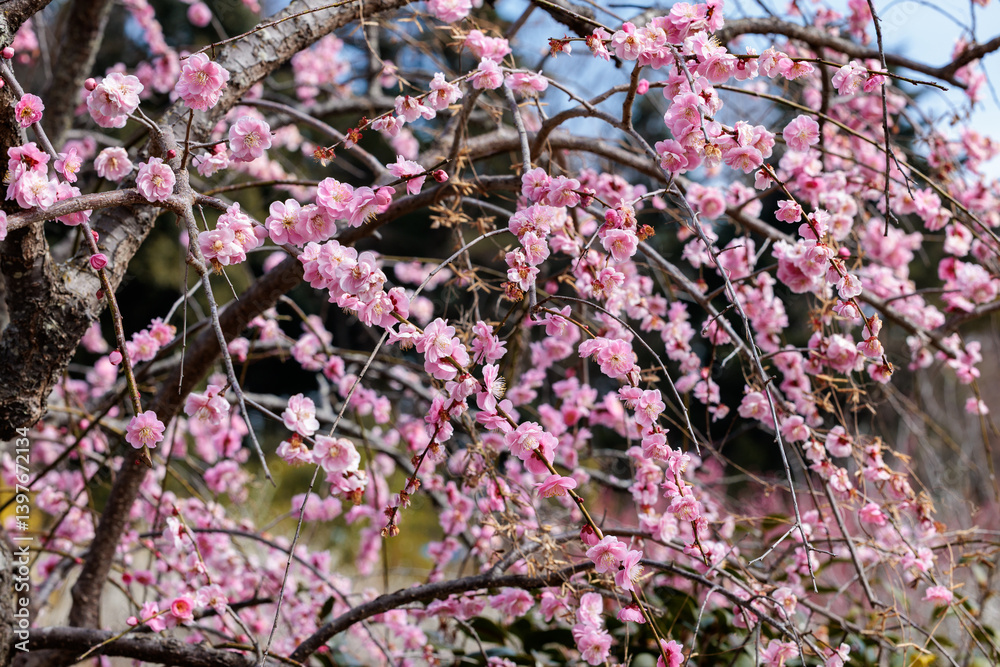 Beautiful Japanese apricot blossoms that bloom in early spring ‘Shidareume’. Beautiful Japanese apricot blossoms that bloom in early spring ‘Shidareume’.