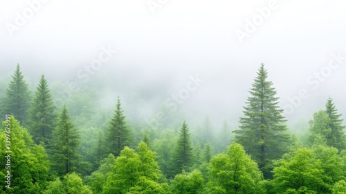 Misty Evergreen Forest Soft Light High-Resolution Panoramic View Lush Foliage Serene Atmosphere Mountainous Background Cool Green Tones Perfect for Nature Conservation Ads