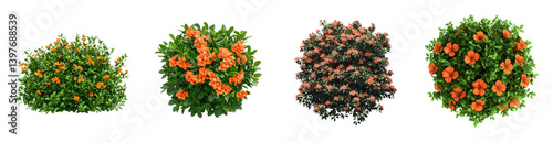 Lush Orange Flower Bushes Four Aerial Views of Blooming Plants Perfect for Landscaping Design