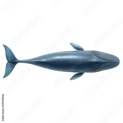 Photorealistic Blue Whale from Top View Transparent Background