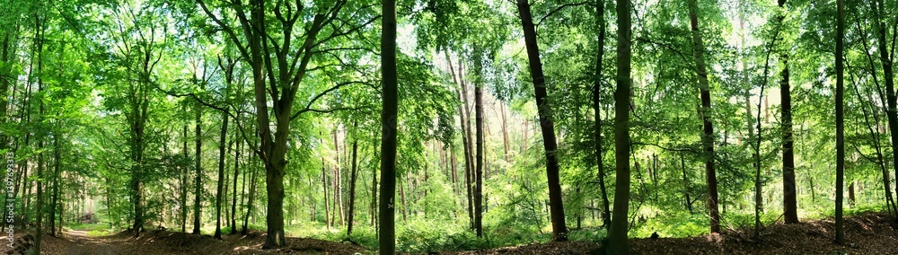 Lush forest panorama showcasing natural green trees in vibrant summer daylight Lush forest panorama showcasing natural green trees in vibrant summer daylight