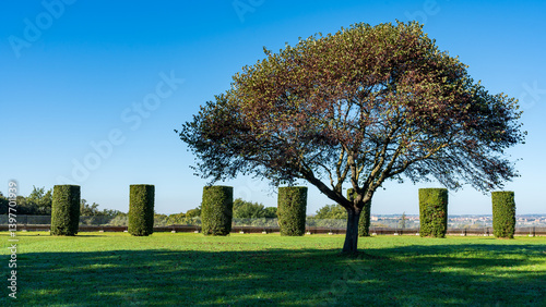 Single tree standing on the lawn of luxurious property in Italy in a sunny day