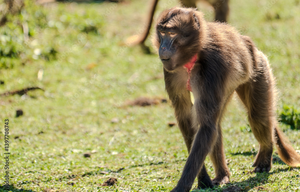 Fototapeta premium Gelada Baboon - theropithecus gelada