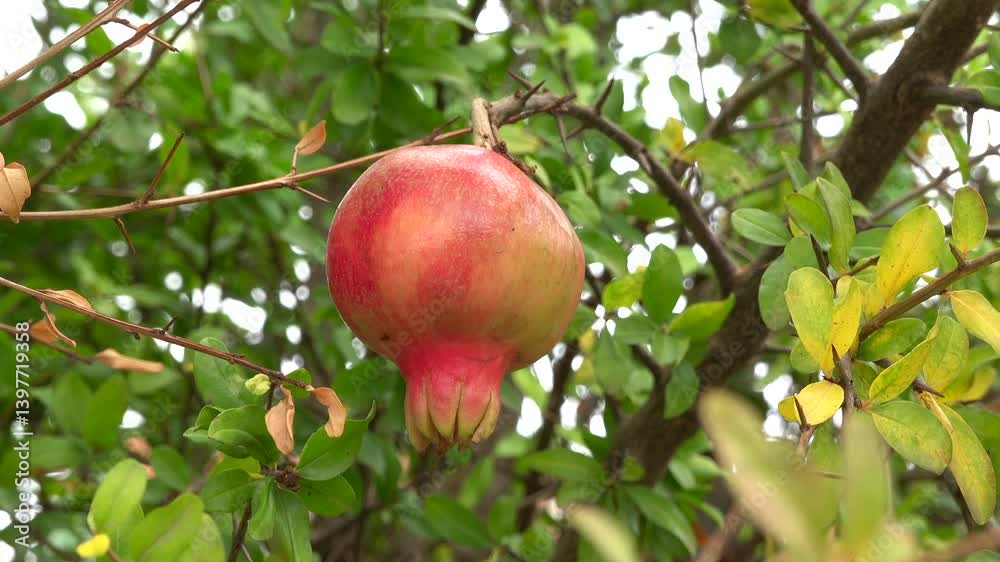 Close up of a small pomegranate growing on the tree Close up of a small pomegranate growing on the tree
