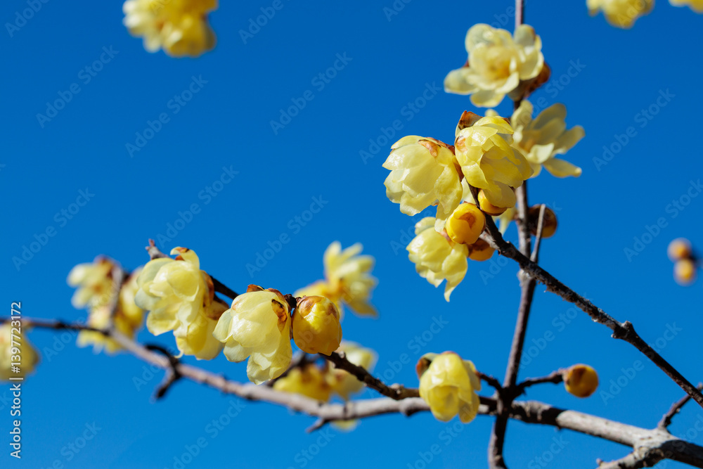 Wintersweet flowers stand out against the blue spring sky. Wintersweet flowers stand out against the blue spring sky.