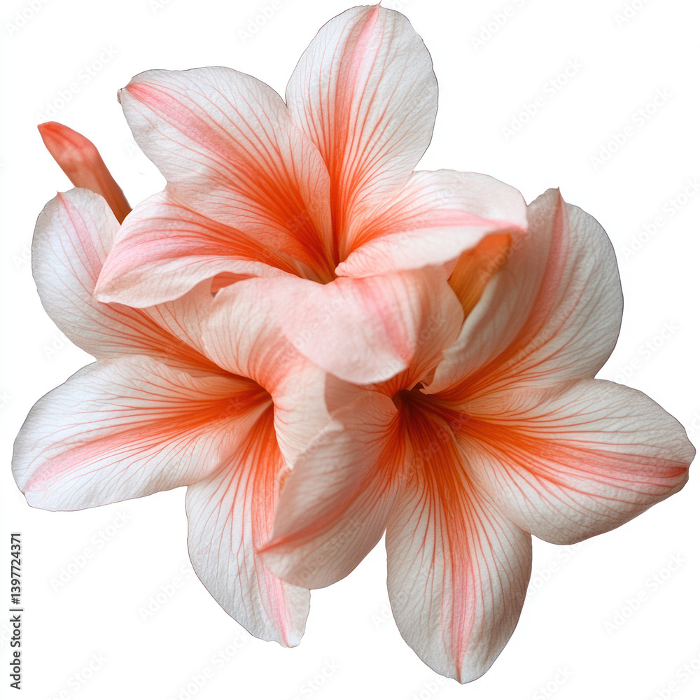 Obraz premium tiger lily isolated on white